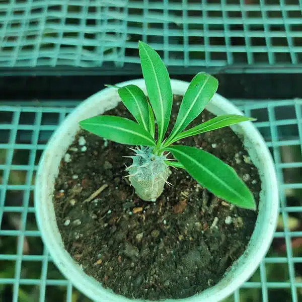 Pachypodium densiflorum - Image 3