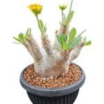 Pachypodium densiflorum