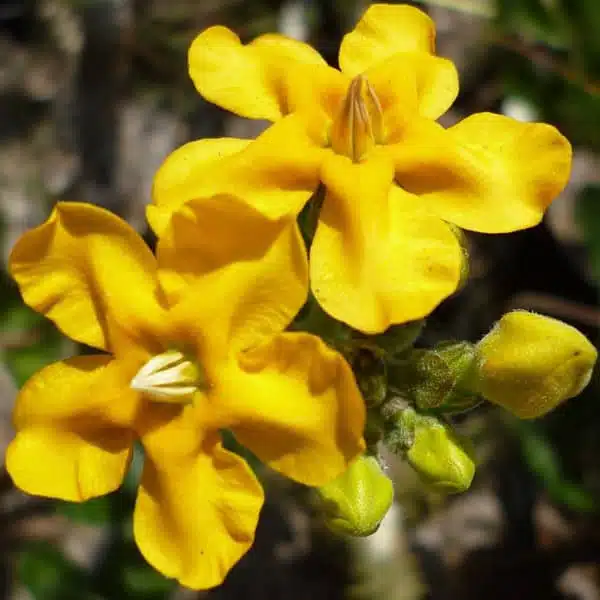 Pachypodium densiflorum - Image 5