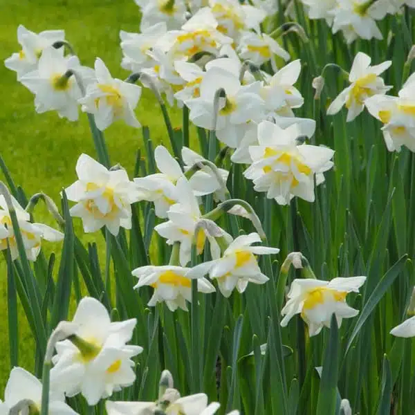 Holland Daffodil Double (Narcissus "White Lion") Pack of 3 bulbs - Image 2