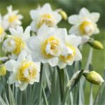 Holland Daffodil Double (Narcissus "White Lion") Pack of 3 bulbs