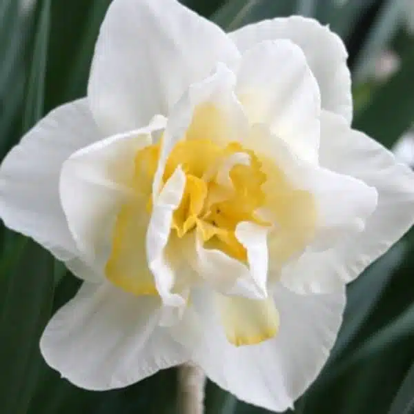 Holland Daffodil Double (Narcissus "White Lion") Pack of 3 bulbs - Image 3