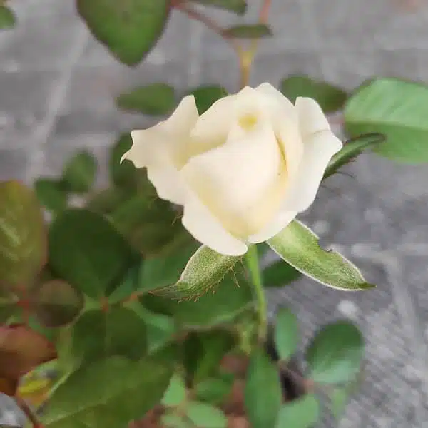 Cream White Rose Grafted Hybird - Image 3