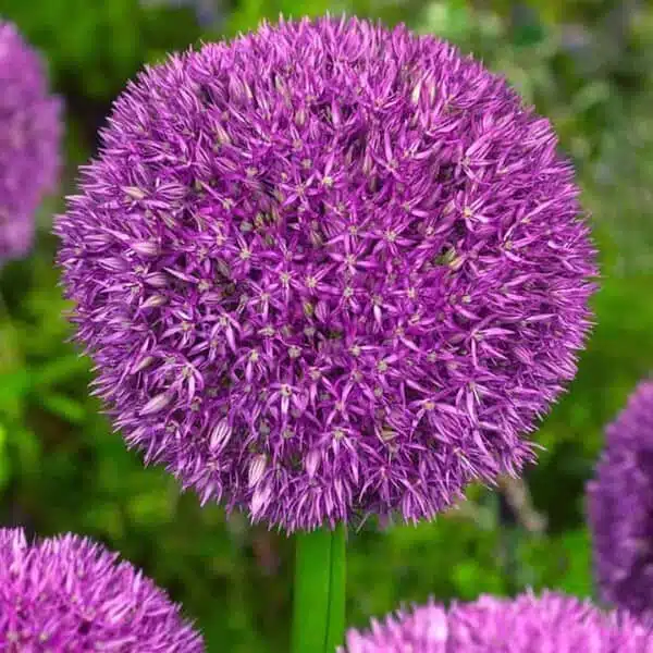 Allium 'Pinball Wizard' Pack of 2 bulbs - Image 6
