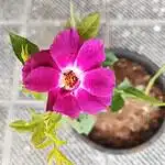 Purple Rose Grafted Hybird