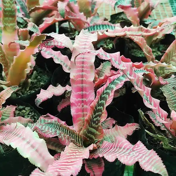 Cryptanthus zonatus ‘Elaine’ – Earth Stars - Image 5