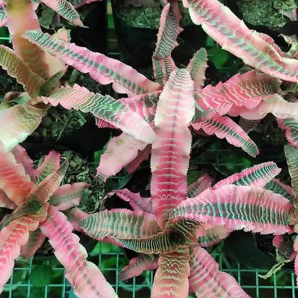 Cryptanthus zonatus ‘Elaine’ – Earth Stars - Image 4