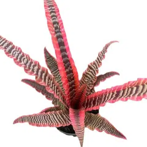 Cryptanthus zonatus ‘Elaine’ – Earth Stars - Image 6