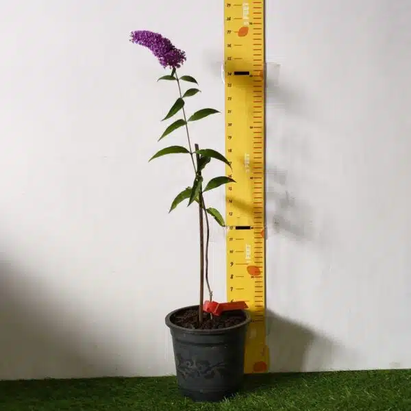 Butterfly Bush Miss Violet (Buddleia 'Miss Violet') - Image 3
