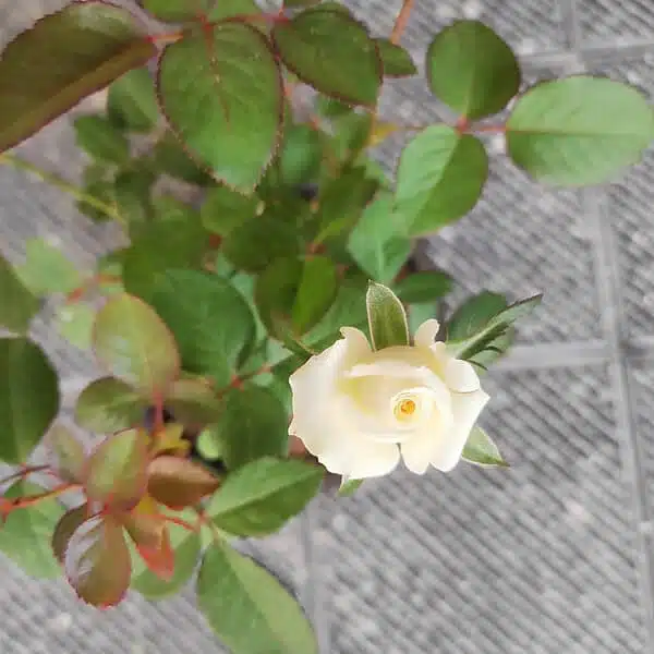 Cream White Rose Grafted Hybird - Image 2