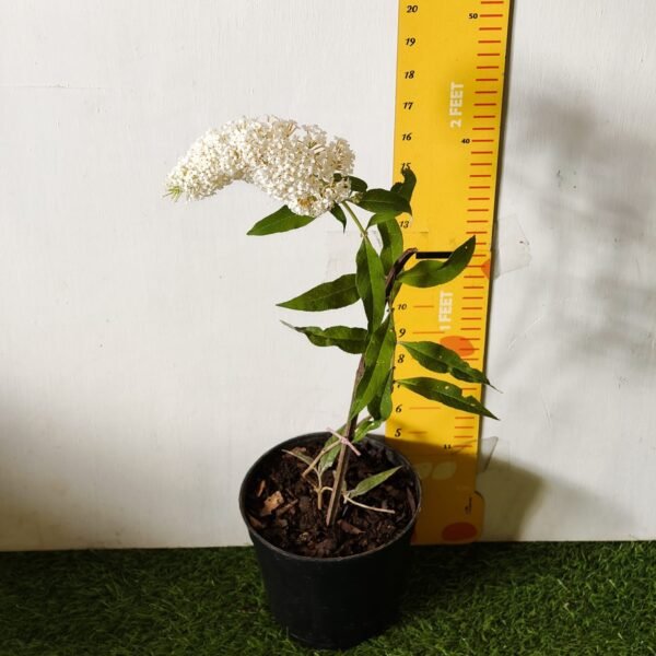 Butterfly bush (Buddleia) White Flower - Image 2