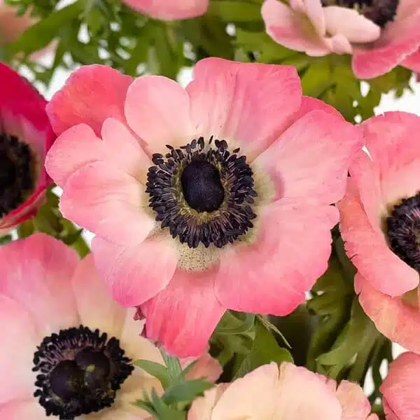 Anemone Pink flower bulbs - Image 2