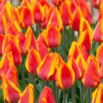 Holland Tulip Flair Pack of 3 bulbs