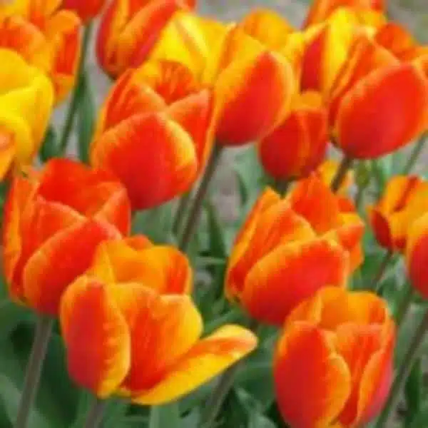 Holland Tulip Flair Pack of 3 bulbs - Image 4