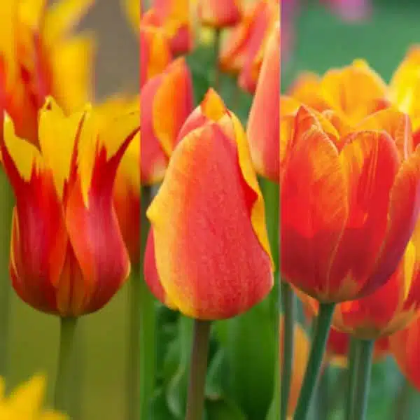 Holland Tulip Flair Pack of 3 bulbs - Image 5