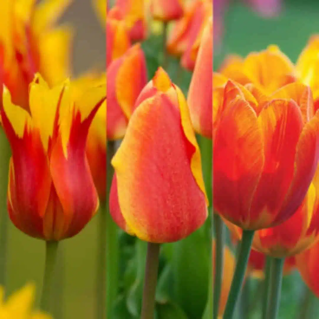 Holland Tulip Flair Pack of 3 bulbs - Image 5