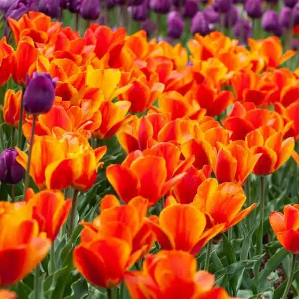 Holland Tulip Flair Pack of 3 bulbs - Image 3