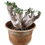 Pachypodium horombense