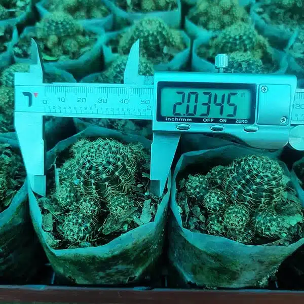 Lobivia arachnacantha v. mairanana - Image 9