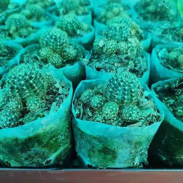 Lobivia arachnacantha v. mairanana - Image 12