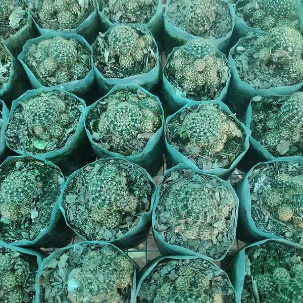 Lobivia arachnacantha v. mairanana - Image 10