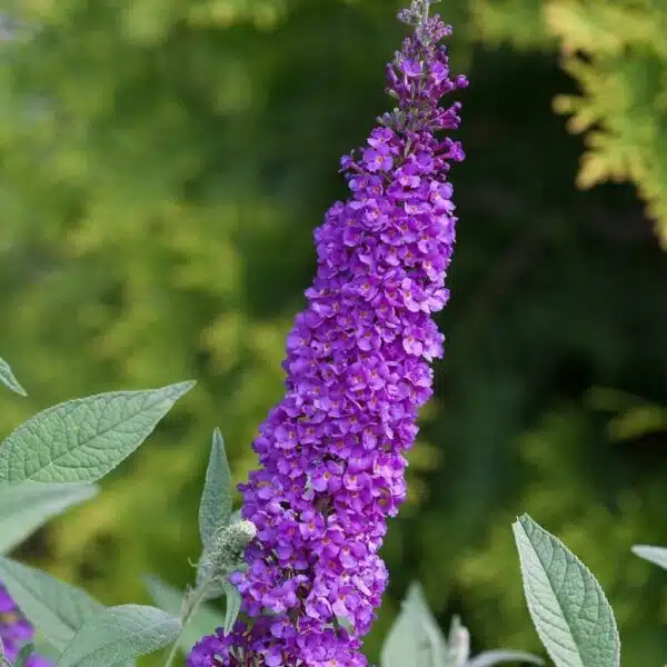 Butterfly Bush Miss Violet (Buddleia 'Miss Violet') - Image 6