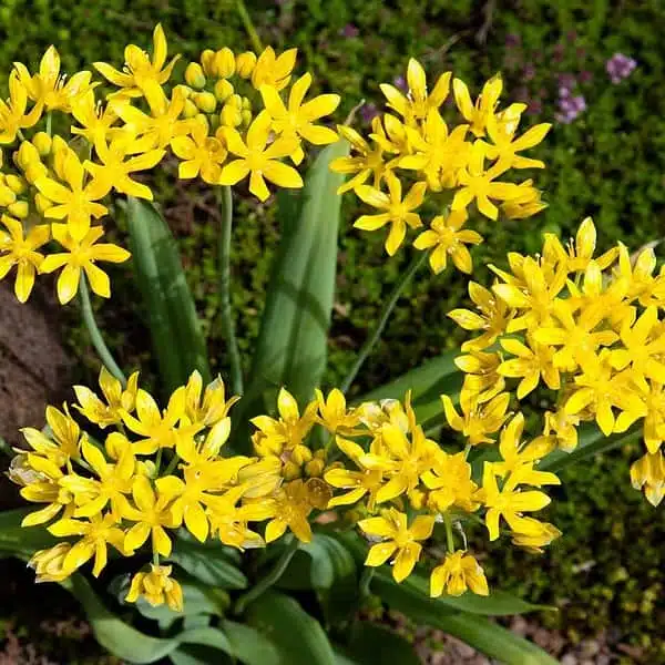 Allium Moly bulb - Image 2