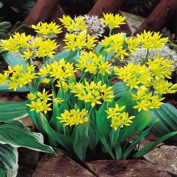 Allium Moly bulb - Image 3