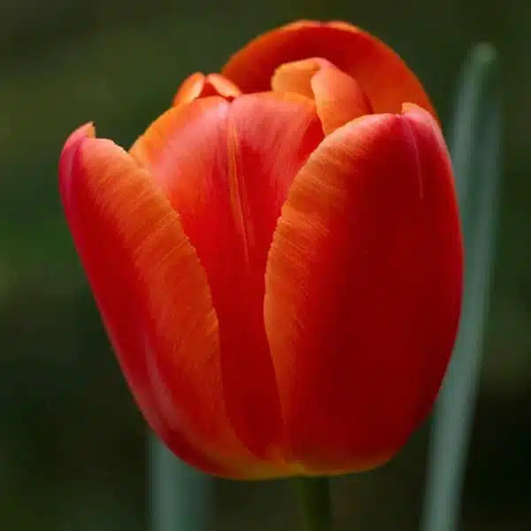 Holland Tulip Orange Juice Pack of 3 bulbs - Image 3
