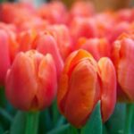 Holland Tulip Orange Juice Pack of 3 bulbs