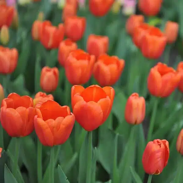 Holland Tulip Orange Juice Pack of 3 bulbs - Image 4