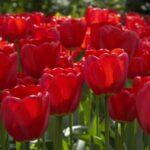 Holland Tulip Parade Pack of 3 bulbs