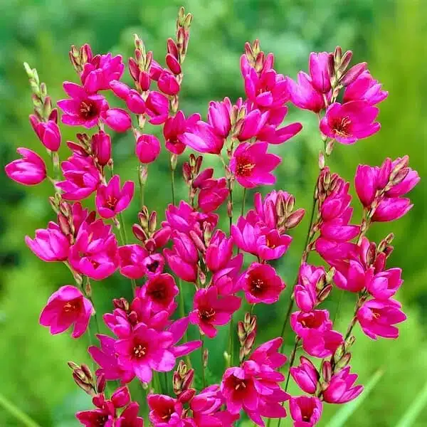 Ixia flower bulb Pink color - Image 2