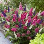 Butterfly bush (Buddleia) Mix Color  Flower