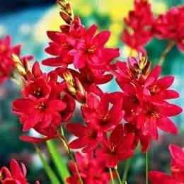 Ixia flower bulb Red color
