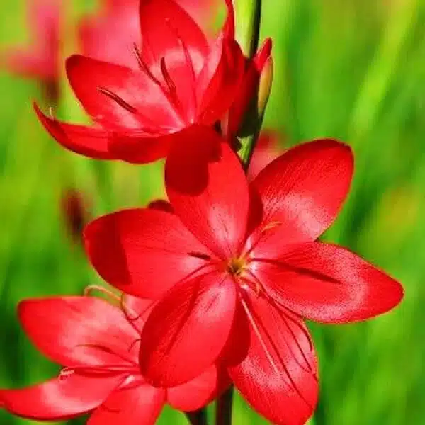 Ixia flower bulb Red color - Image 2