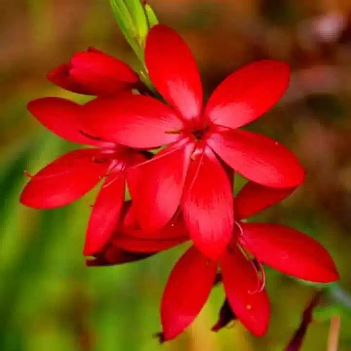 Ixia flower bulb Red color - Image 3