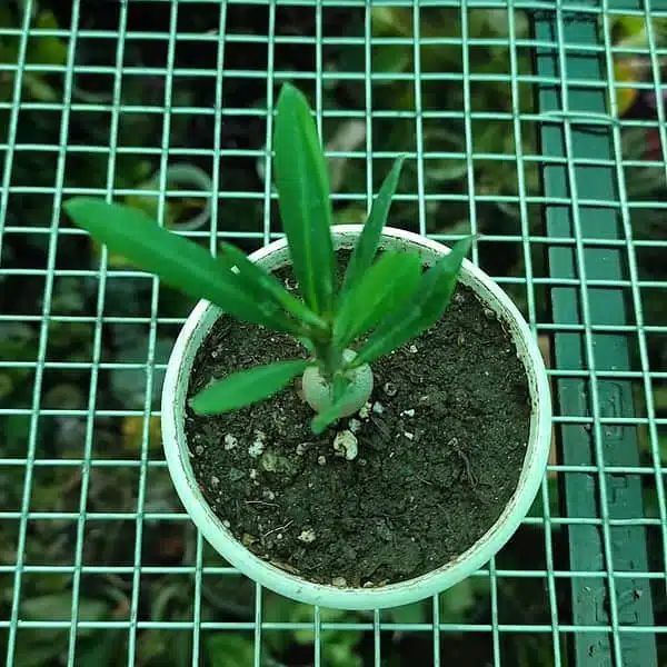 Pachypodium succulentum - Image 4