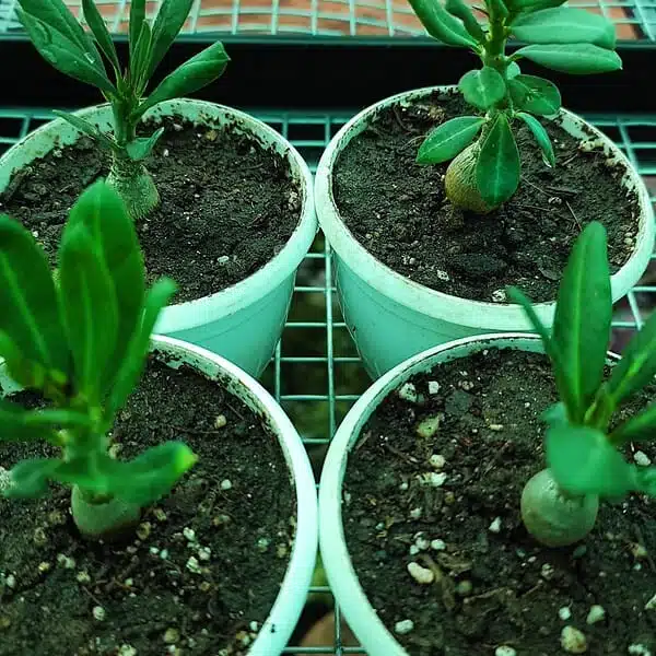 Pachypodium succulentum - Image 5