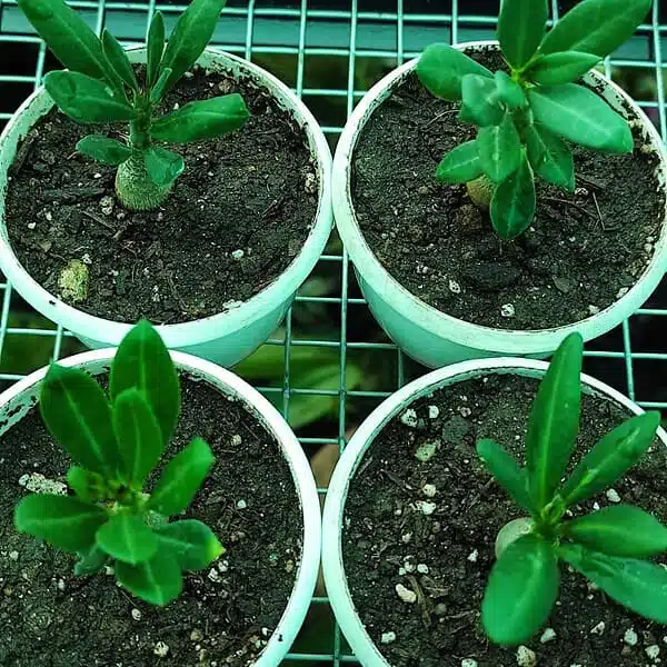 Pachypodium succulentum - Image 6