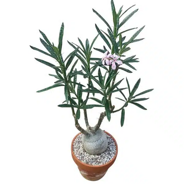Pachypodium succulentum - Image 7