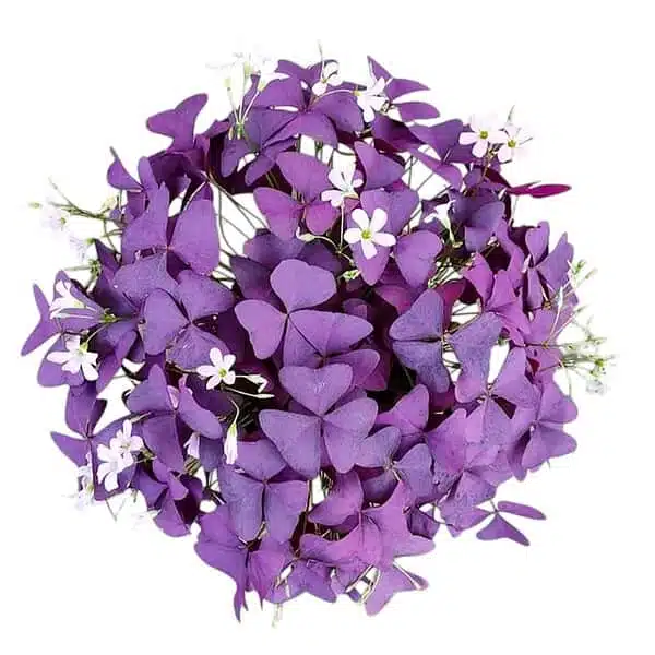 Oxalis Triangularis (Purple Shamrock) Plant - Image 4