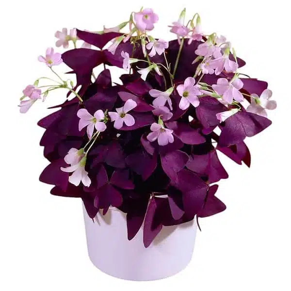 Oxalis Triangularis (Purple Shamrock) Plant - Image 2