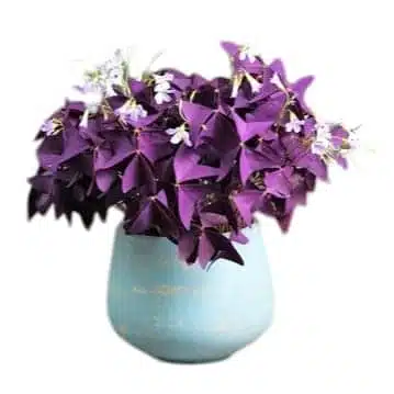 Oxalis Triangularis (Purple Shamrock) Plant - Image 3