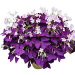 Oxalis triangularis (Purple Shamrock) bulbs