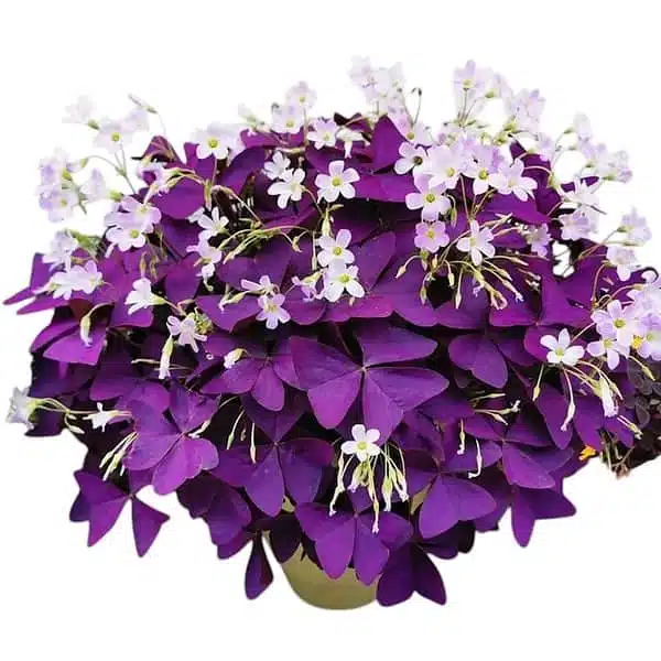 Oxalis Triangularis (Purple Shamrock) Plant