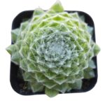 Cobweb Hens and Chicks - Sempervivum arachnoideum