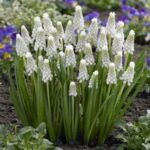 Muscari Siberian Tiger grape hyacinth (White color) bulbs