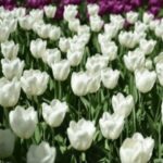 Holland Tulip White Prince Pack of 3 bulbs