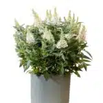 Butterfly bush (Buddleia) White Flower